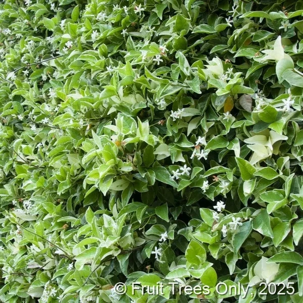 Confederate Jasmine (Variegated)