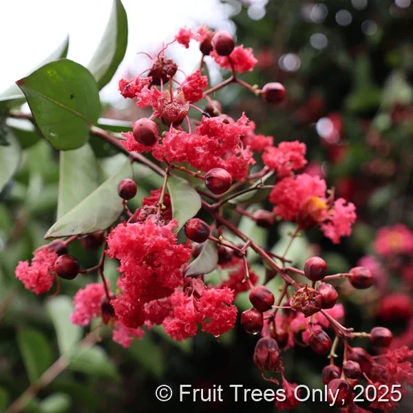 Crepe Myrtle