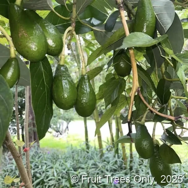 Day Avocado