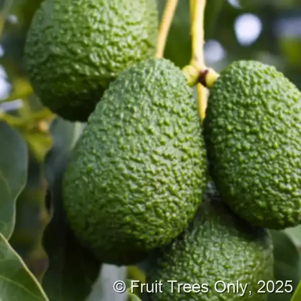 Florida Hass Avocado