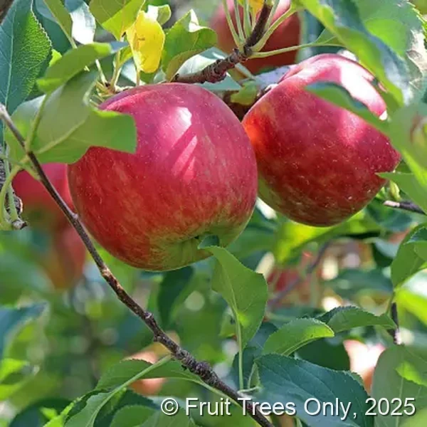 Fuji Apple