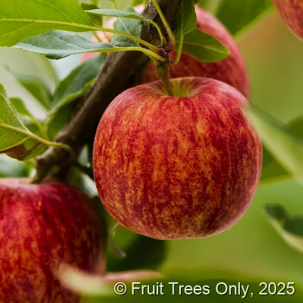 Gala Apple