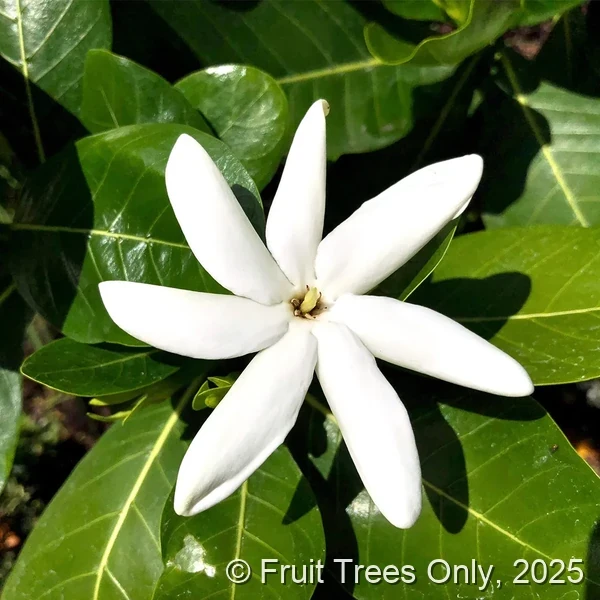 Gardenia ‘Tahitian’ (Tiare)