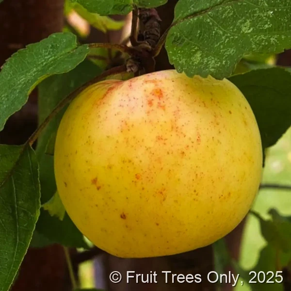 Golden Dorsett Apple
