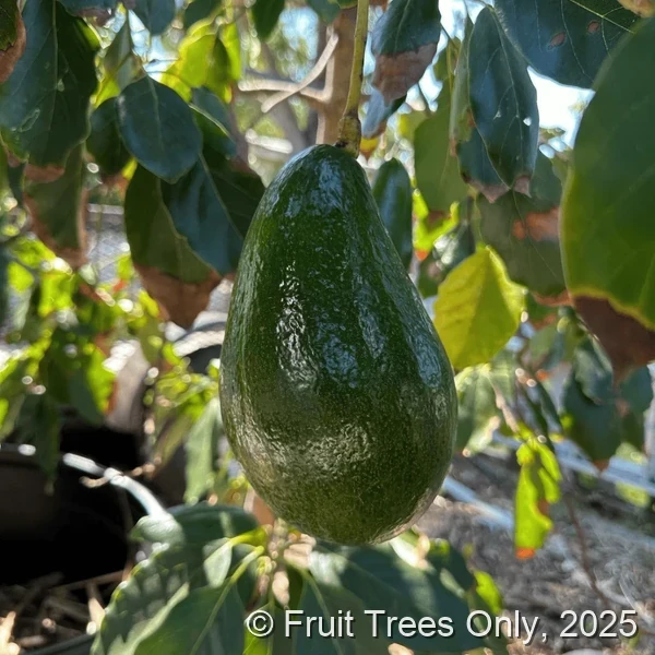 Hall Avocado