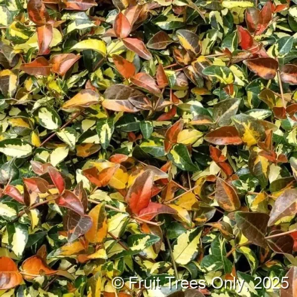 Jasmine Minima ‘Sunset’