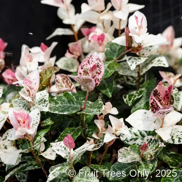 Jasmine Minima (Variegated)
