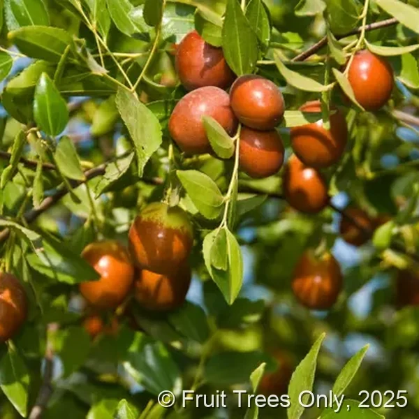 Contorted Jujube
