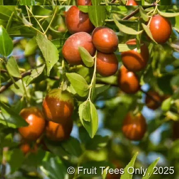 Honey Jar Jujube