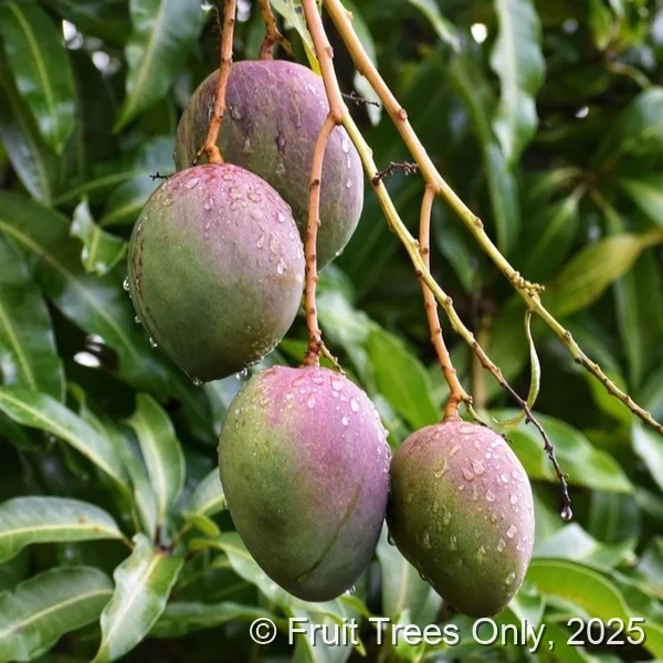 Julie Mango