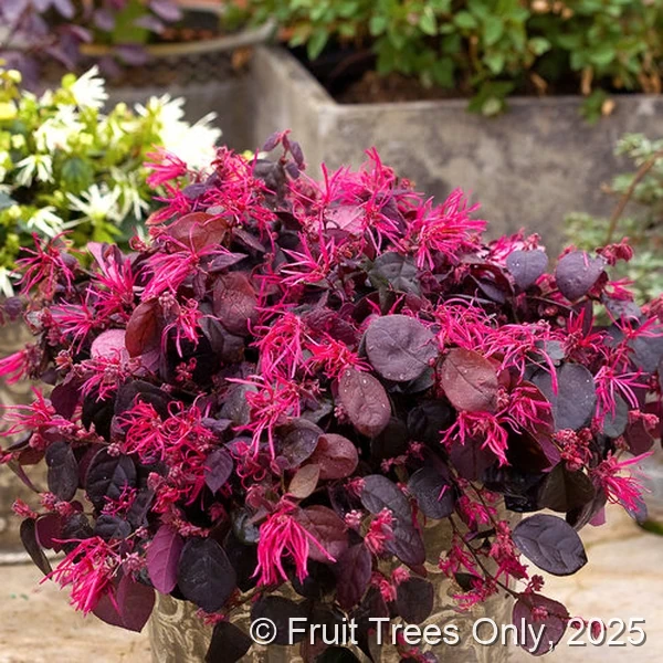 Loropetalum