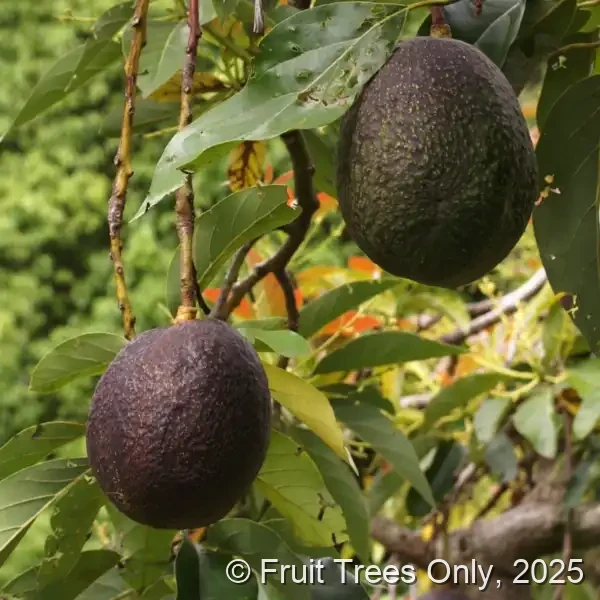 Maria Black Avocado