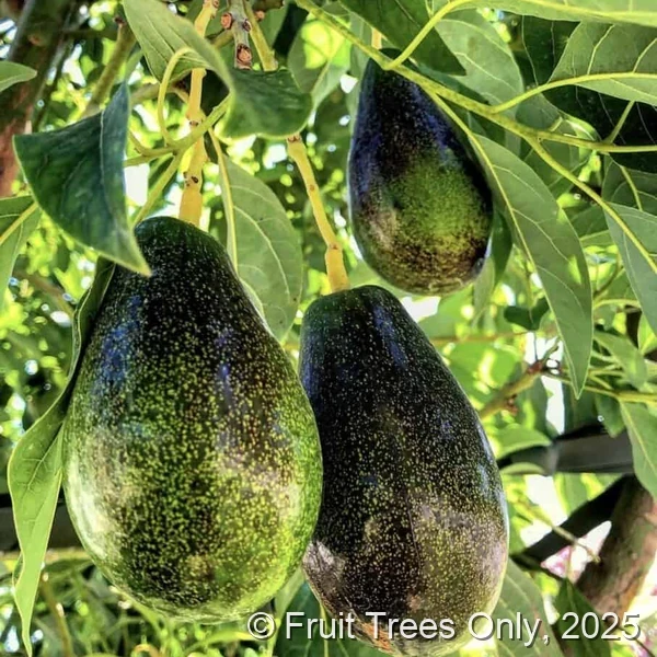 Mexicola Grande Avocado