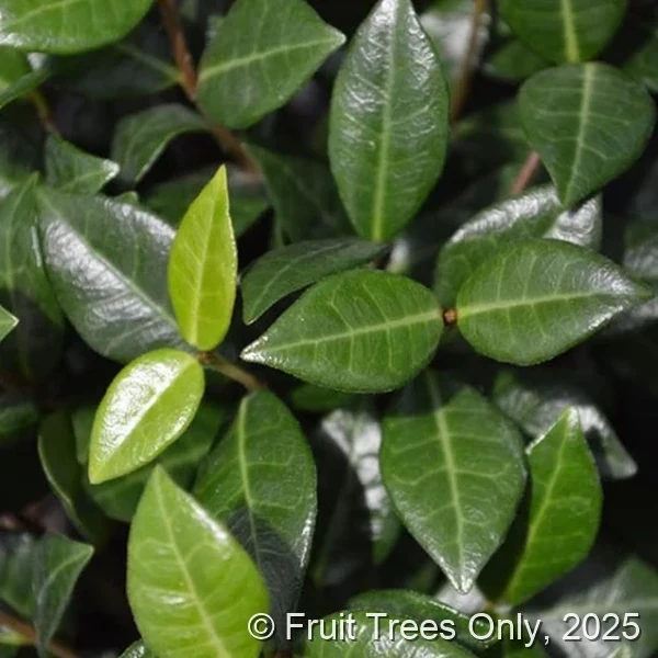Jasmine Minima