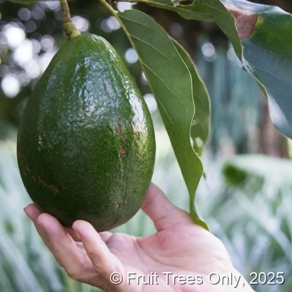 Monroe Avocado