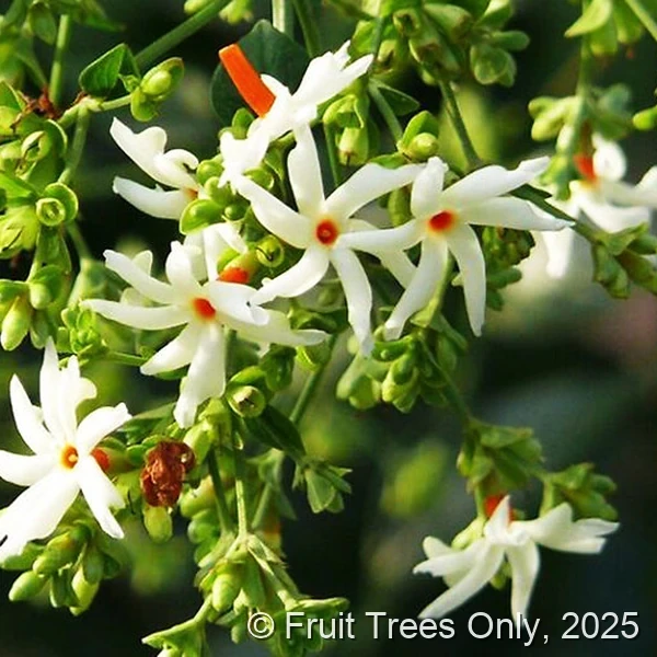 Night-Blooming Jasmine