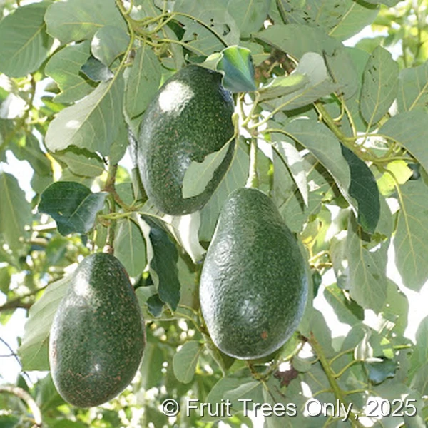 Nishikawa Avocado