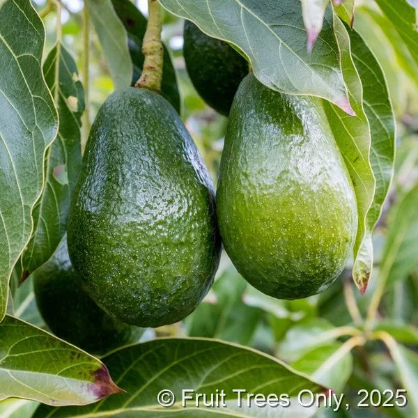 Oh La La Avocado