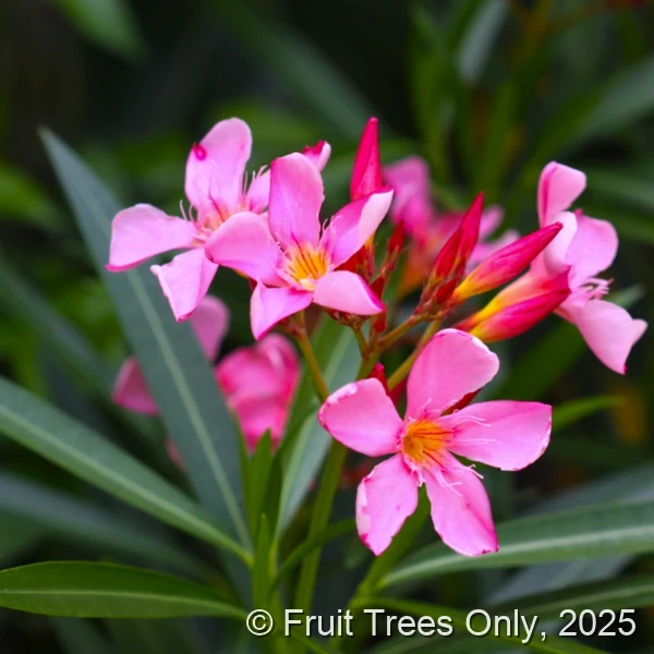 Oleander Pink