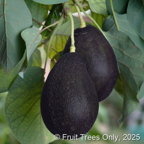 Oro Negro Avocado