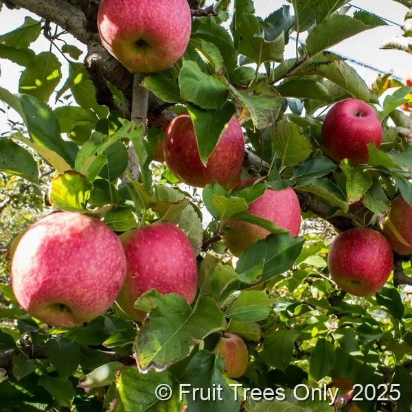 Pink Lady Apple