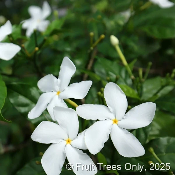 Pinwheel Jasmine