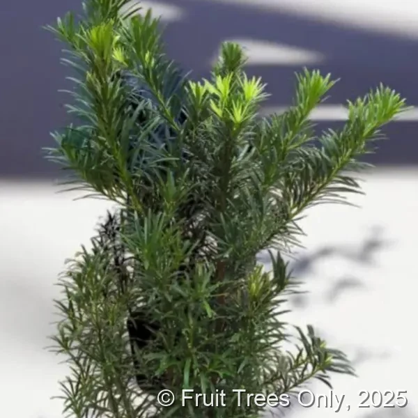 Podocarpus