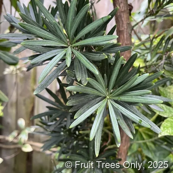 Podocarpus Maki