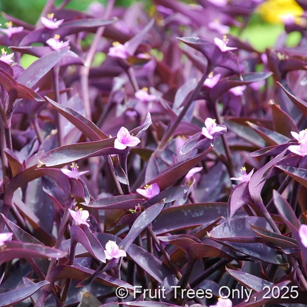 Purple Heart