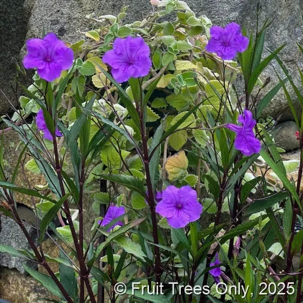 Purple Showers