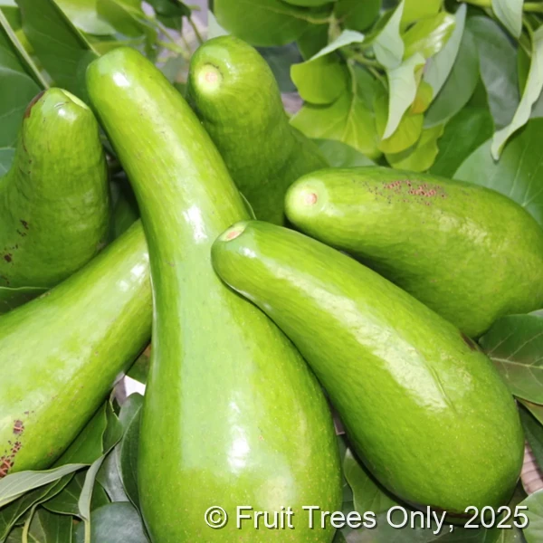 Russell Avocado