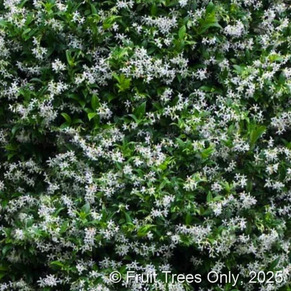 Sambac Jasmine
