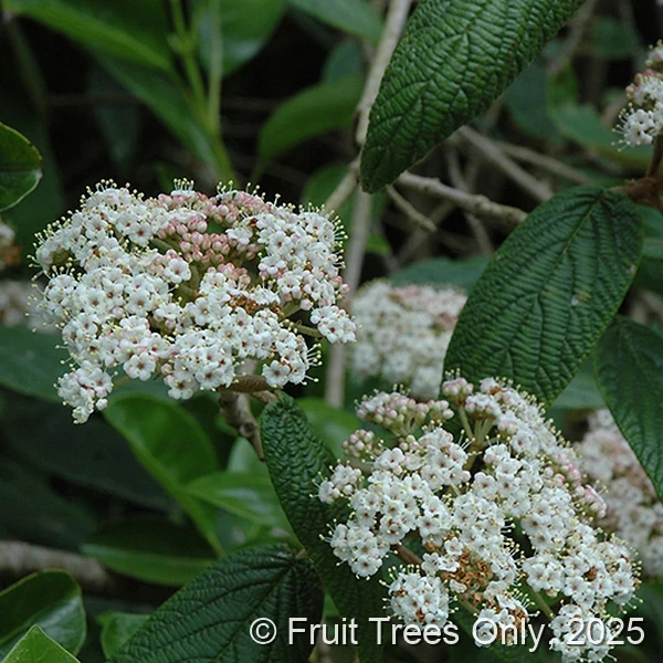 Sweet Viburnum