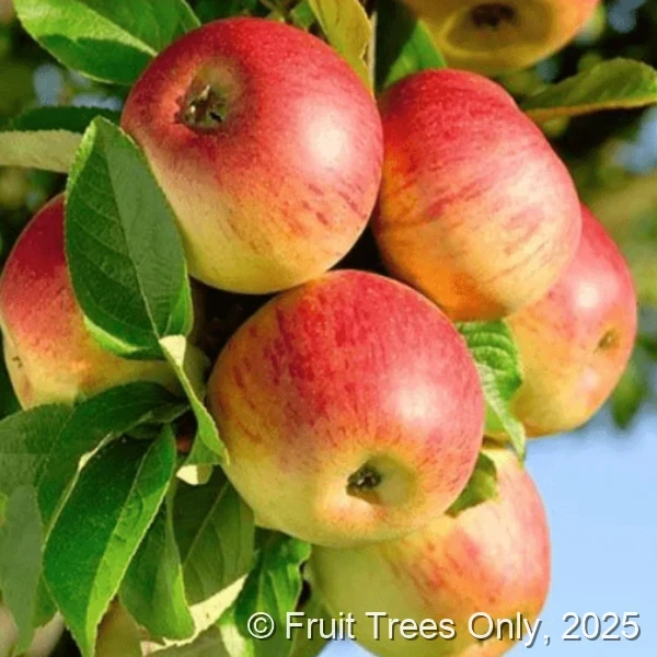 TropicSweet Apple