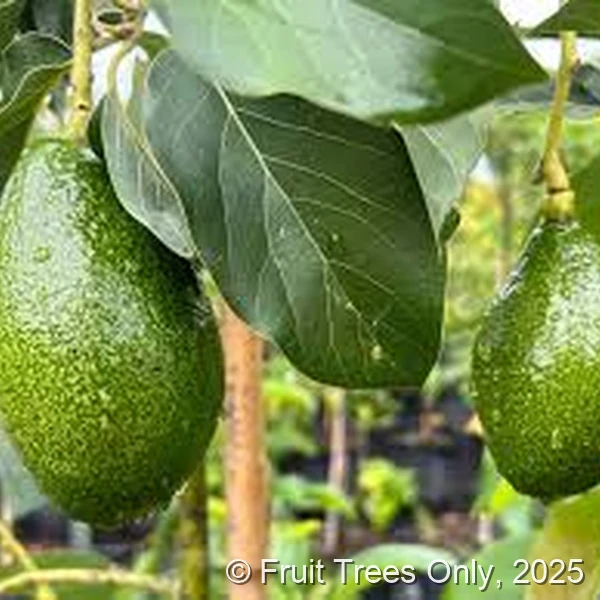 Utuado Avocado