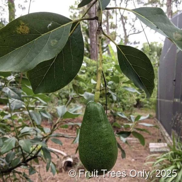 Winter Mexican Avocado