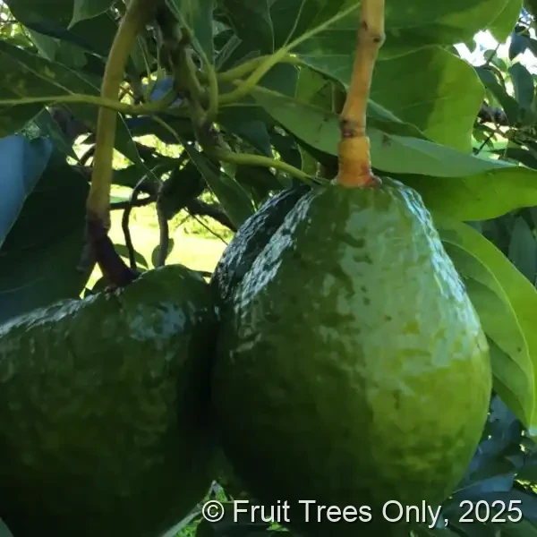 Wurtz (Little Cado) Avocado