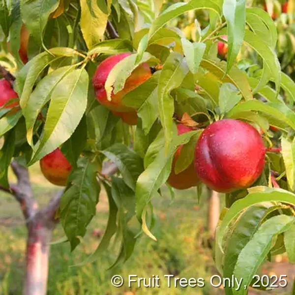 Nectarines