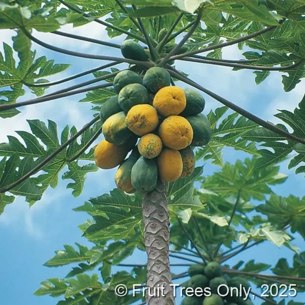 Papaya