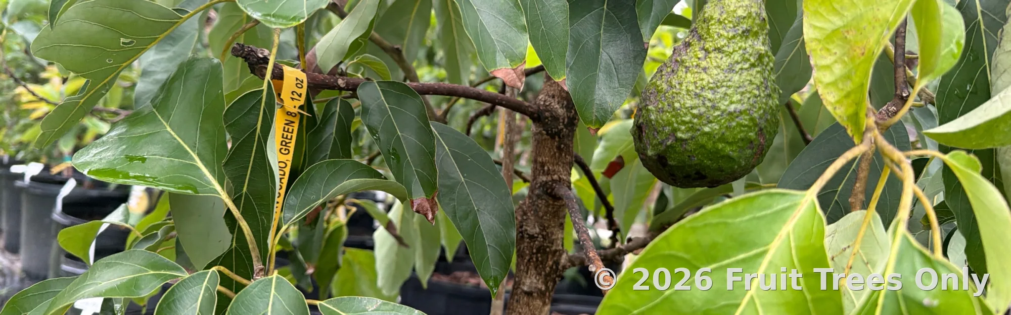 Avocado Trees