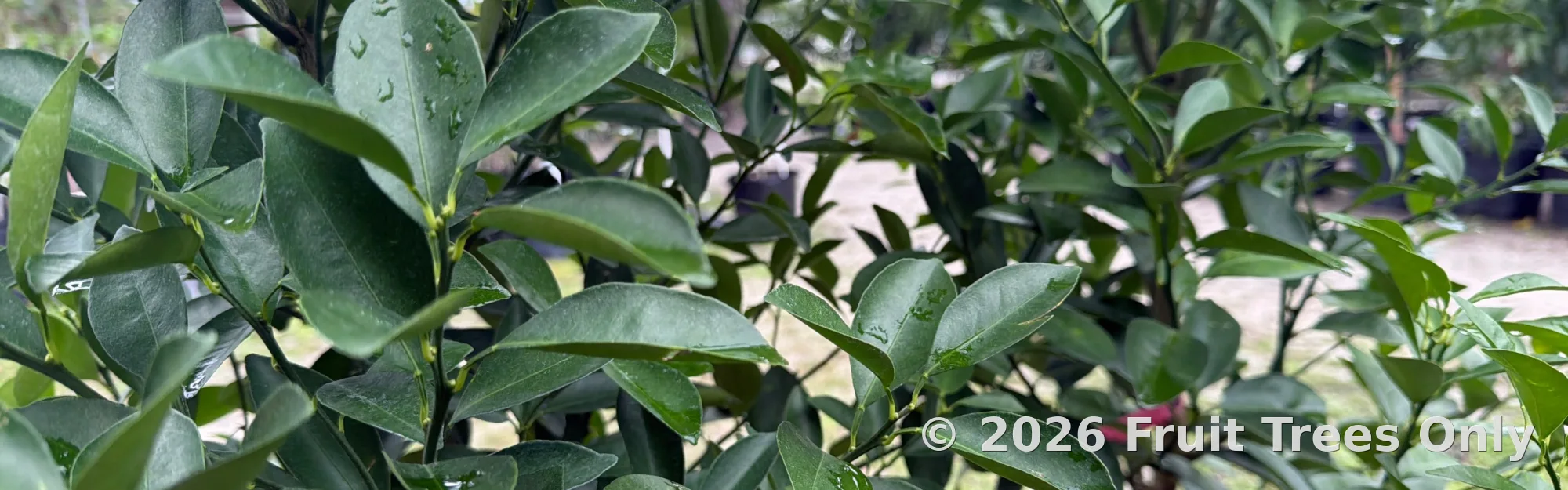 Calamondin / Calamansi