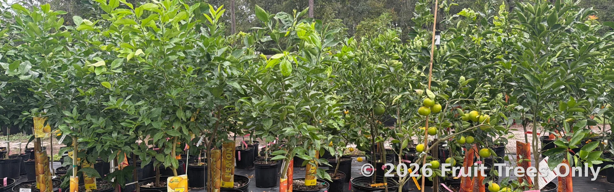Citrus Trees