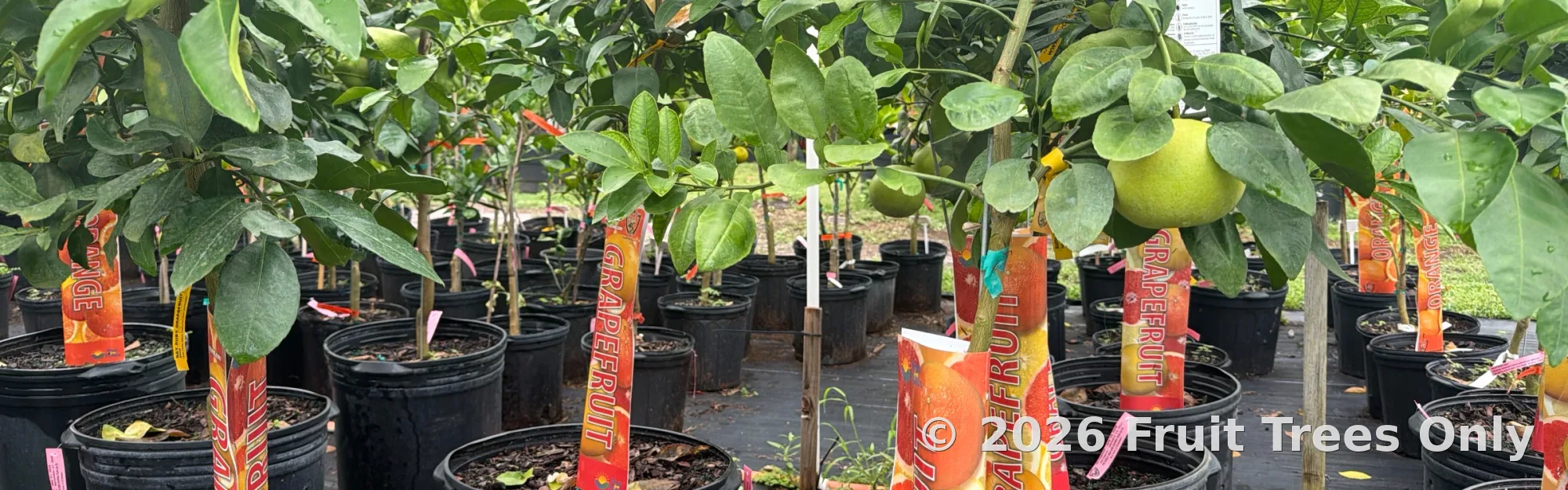 Grapefruit Trees