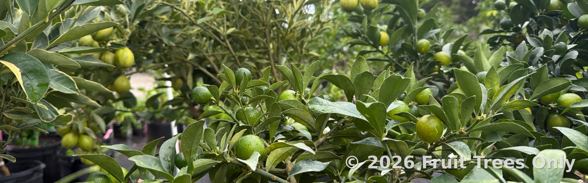 Kumquats