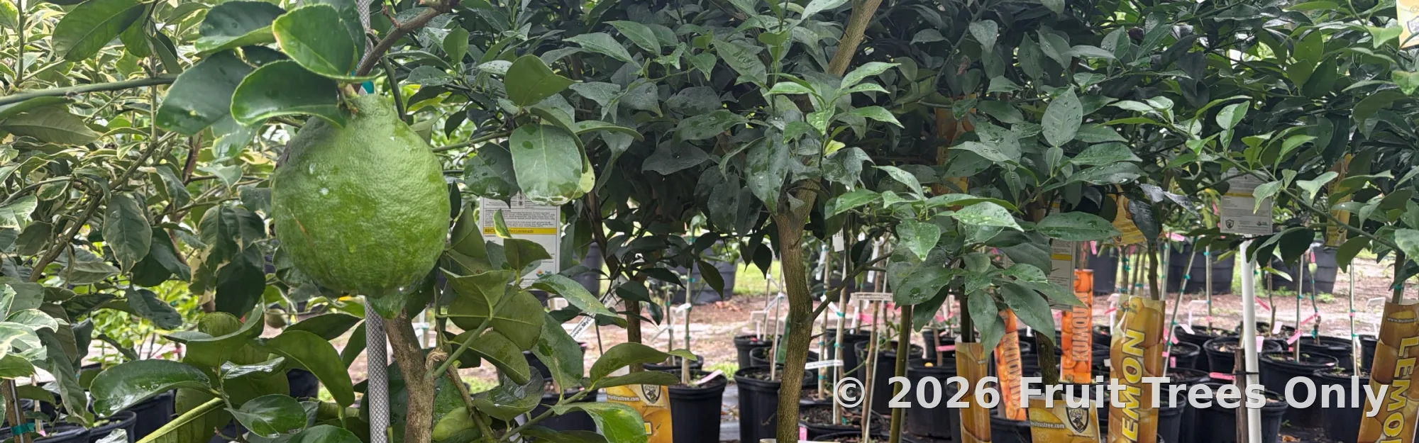 Lemon Trees
