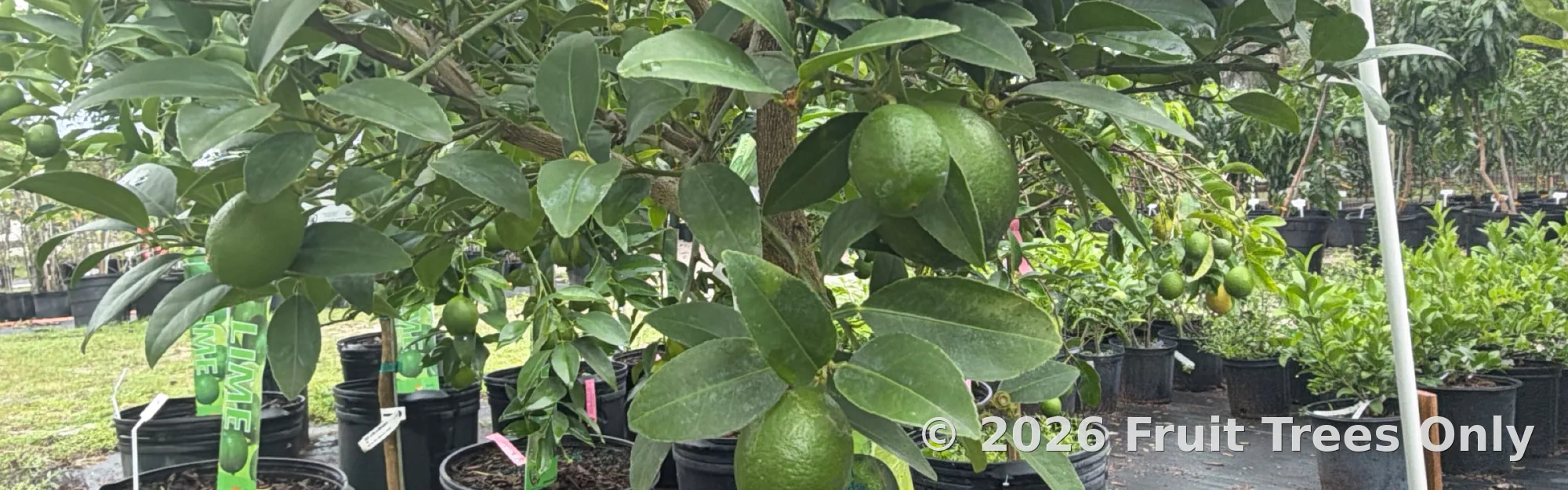 Lime Trees