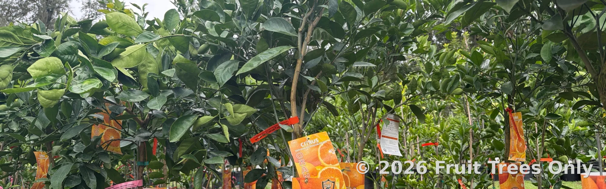 Orange Trees