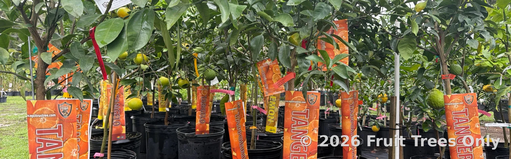 Tangerine Trees