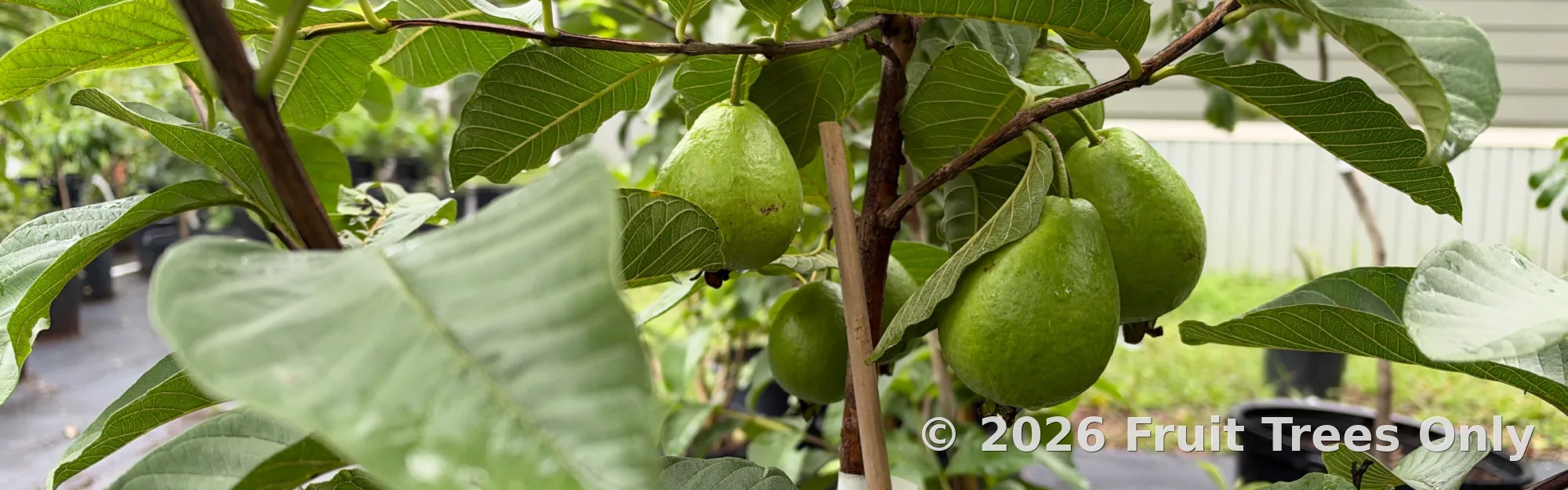 Guava Trees