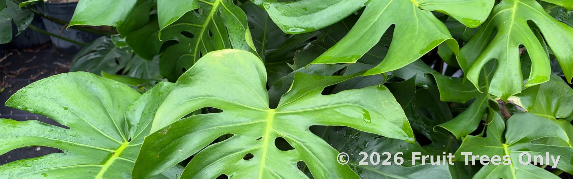 Tropical Fruiting Trees